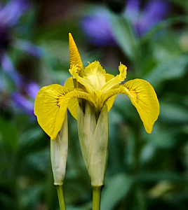 First yellow iris of the year in flower