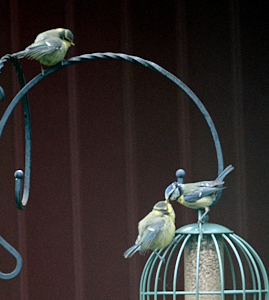 Adult blue tit feeding young