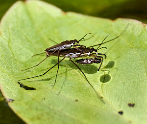 Insects mating whilst one appears to be feeding