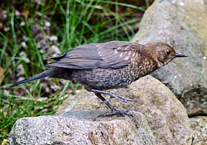 Juvenile blackbird on stone