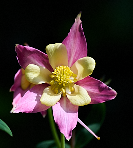 Yellow and pink aquilegia flower