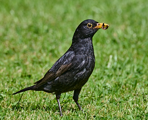 Male blackbird collecting food