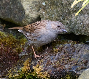 SIde view of Dunnock