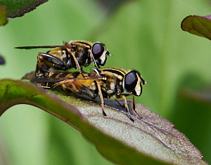 Mating hover flies