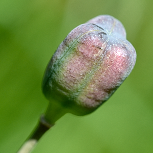 Close up of Snakeshead fritllary seed head