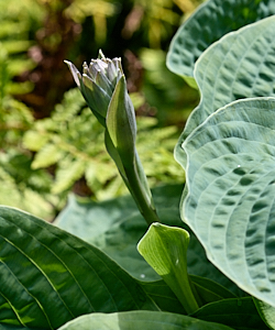 Hosta baout to flower