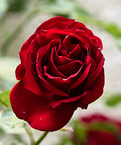 CLose up of red rose bloom