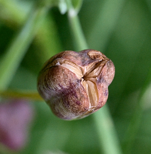 Snakeshead fritillary seed head about to open.