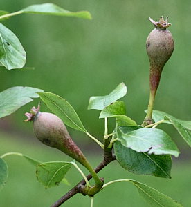 Small pair of conference pears.