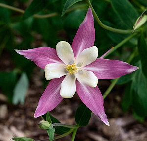 Close up of Aquilegia flower