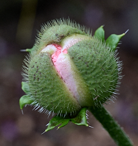 Close up of Poppy about to flower