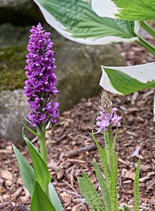 Northern March and Common Spotted Orchids
