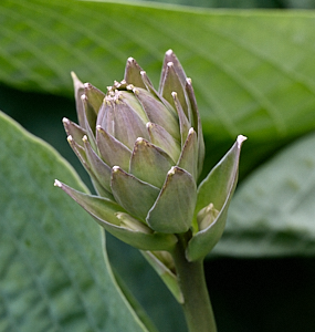 Hosta about to flower