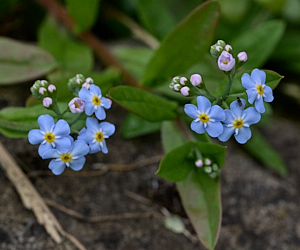 Water forget me nots