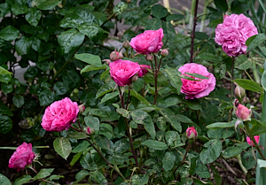 Pink rose blooms