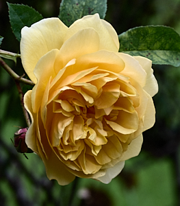 Yellow rose bloom