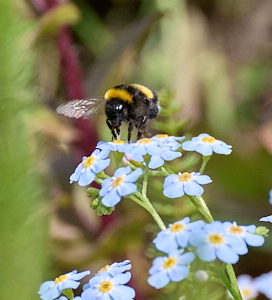Bee on water forget me not
