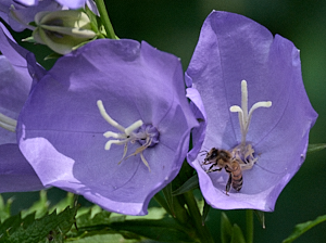 Insect in mauve flower
