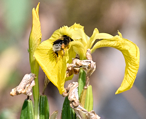 Bee feeding on yellow iris