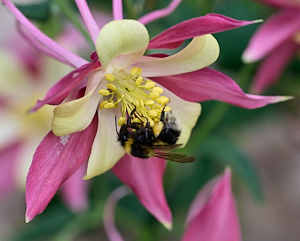 Bee gathering nectar on Aquilegia