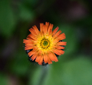 Small orange flower