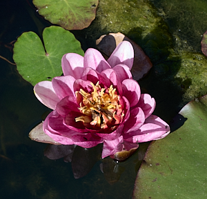 Pink water lilly open
