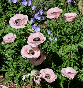 Pale pink poppy flowers