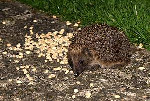 Hedgehog on path with peanuts