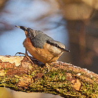 Nuthatch on tree branch