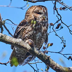 Tawny Owl in tree